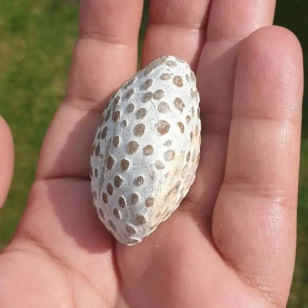 Rhinoceros Pearl - Type T - Image 2