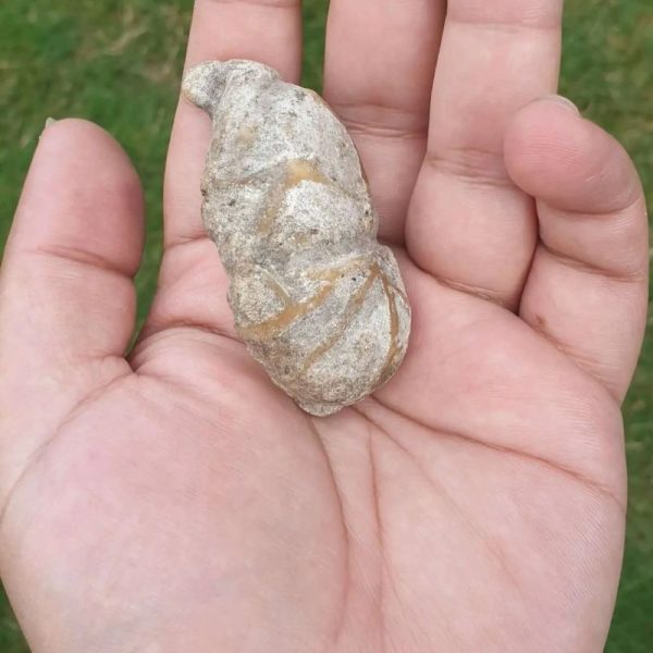 Rhinoceros Pearl - Type E - Image 2