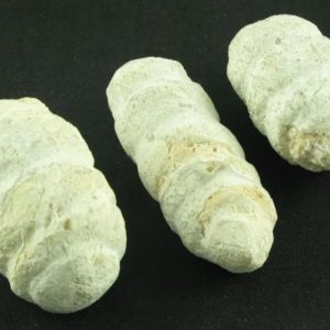 White Bull Pearl - Type A
