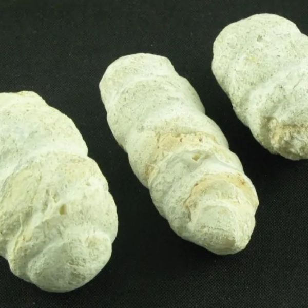 White Bull Pearl - Type A