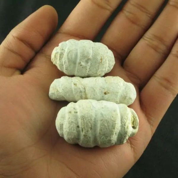 White Bull Pearl - Type A - Image 3