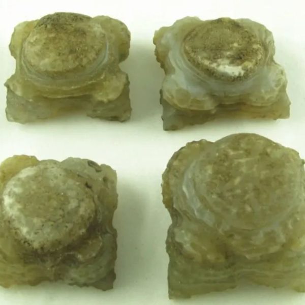 Tiger Forehead Pearls - Type B - Image 5