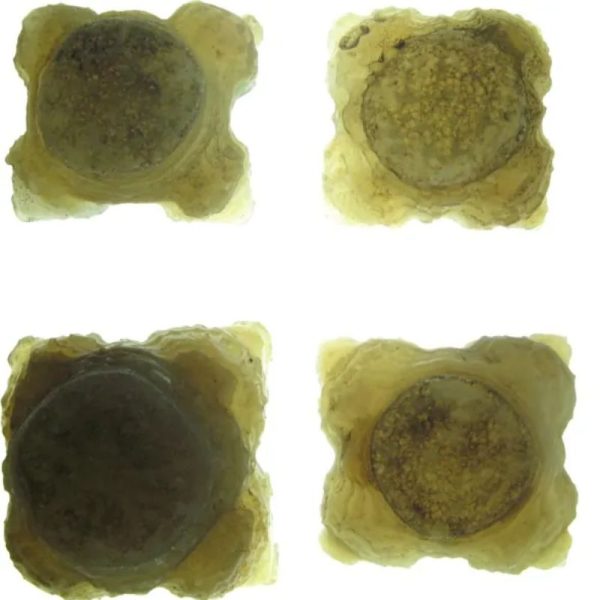 Tiger Forehead Pearls - Type B - Image 2