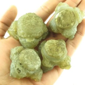 Tiger Forehead Pearls - Type B