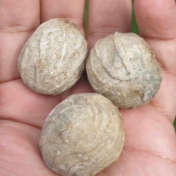 Anteater Pearls - Type C