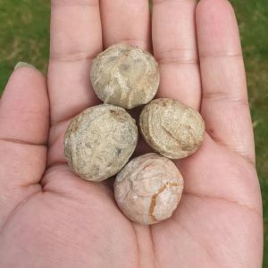 Anteater Pearls - Type D
