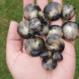 Buffalo Pearls