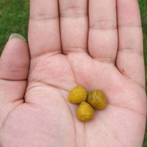 Cempaka Flower Pearls