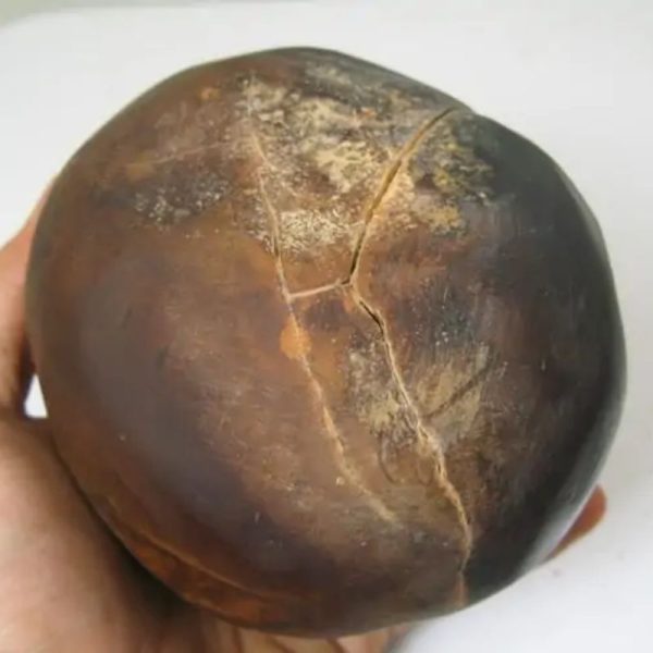 Earth Bumi Pearl - Type F1 - Image 2