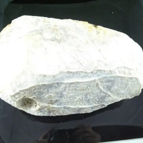Antique Bumi Pearl - Type E2 - Image 4