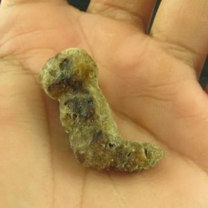 Dragon Horn Fossils