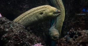 Eel Totem
