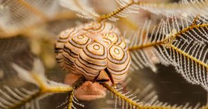 Centipede totem