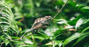 Chameleon Totem