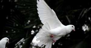 Dove Totem