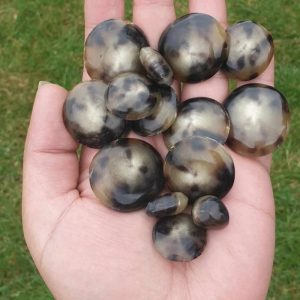 Land Mammal Pearls
