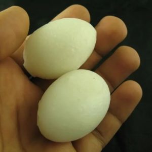 Feline (Cats) Pearls