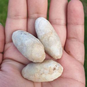 Melinjo Fruit Pearls
