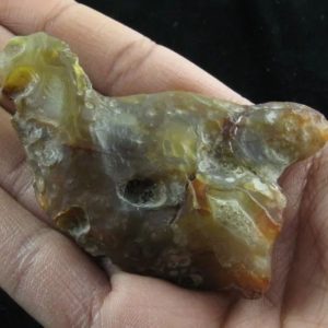 Fossilized Leaves