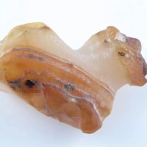 Fossilized Eel