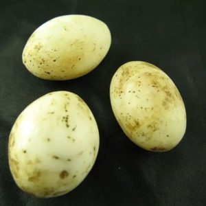 Fossilized Chicken Eggs