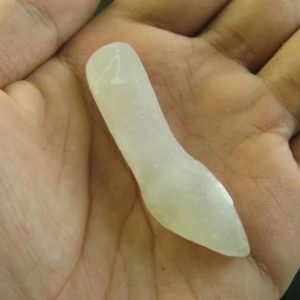 Fossilized Crocodile Genitals
