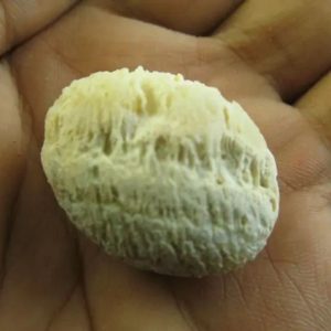 Fossilized Semen