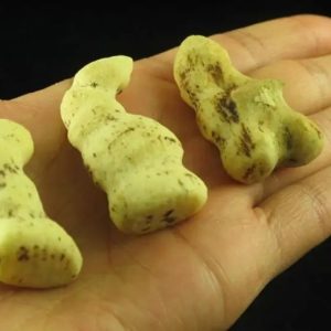 White Dragon Horns