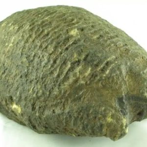 Fossilized Tortoise