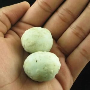 Horse Pearls