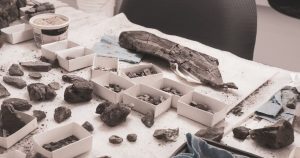 Fossils