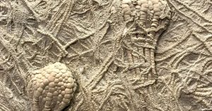 Fossils jewelry