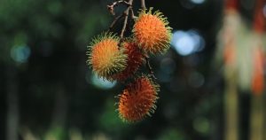 Rambutan Totem