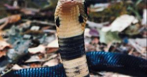  Snake Totem