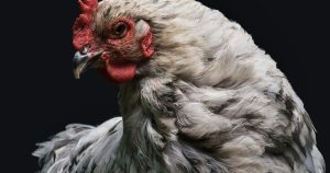  Chicken Totem