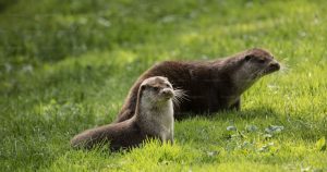 Otter Totem