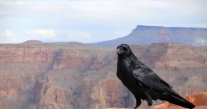 Crow Totem