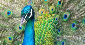 Peacock Totem