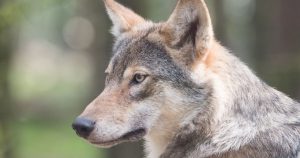 Wolf Totem