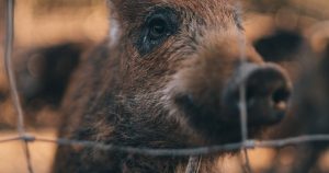 Wild Boar Totem