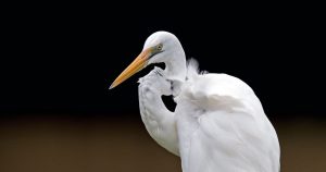 Heron Totem