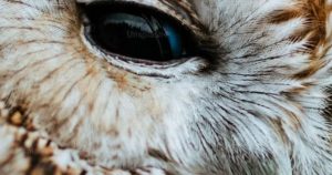 Owl Totem