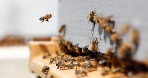 Bee Totem