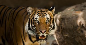 Tiger Totem