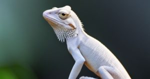 Lizard Totem