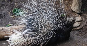 Porcupine Totem