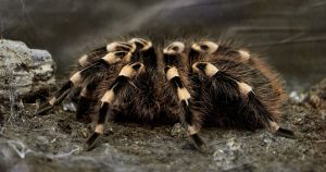 Spider Totem