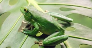 Frog Totem